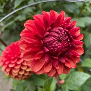 Meet your Posher, Barbara